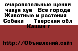 очаровательные щенки чихуа-хуа - Все города Животные и растения » Собаки   . Тверская обл.,Кашин г.